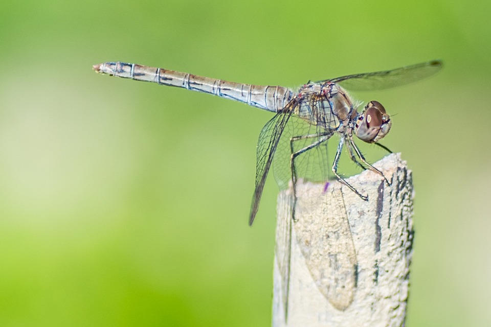 smartphone mosquitoes